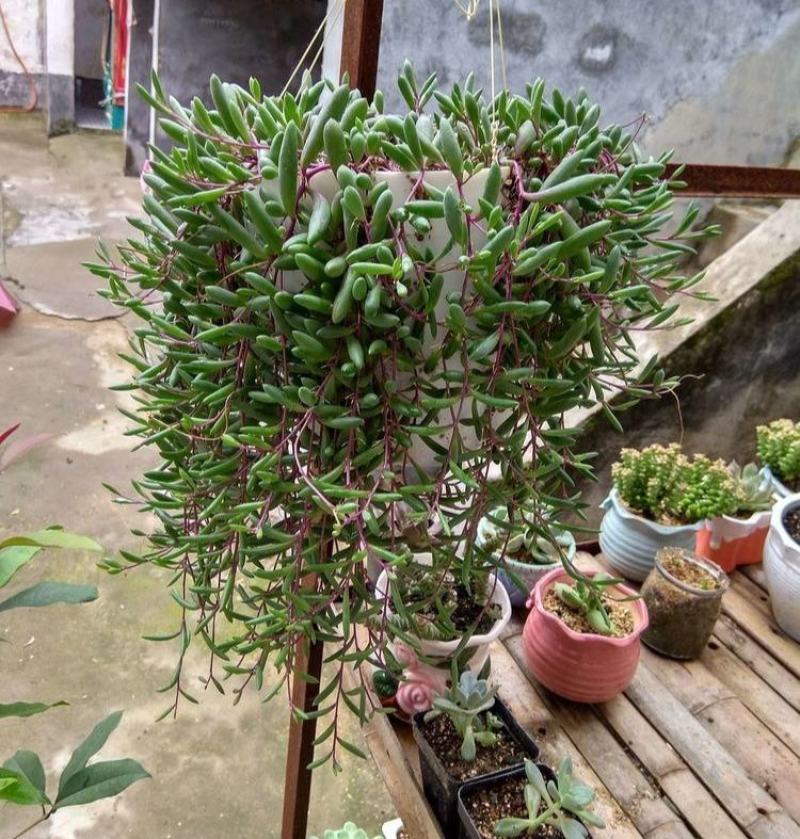 紫弦月多肉植物紫玄月多肉吊兰佛珠花卉盆栽办公室