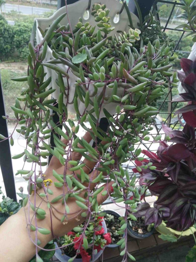 紫弦月多肉植物紫玄月多肉吊兰佛珠花卉盆栽办公室