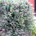 紫弦月多肉植物紫玄月多肉吊兰佛珠花卉盆栽办公室