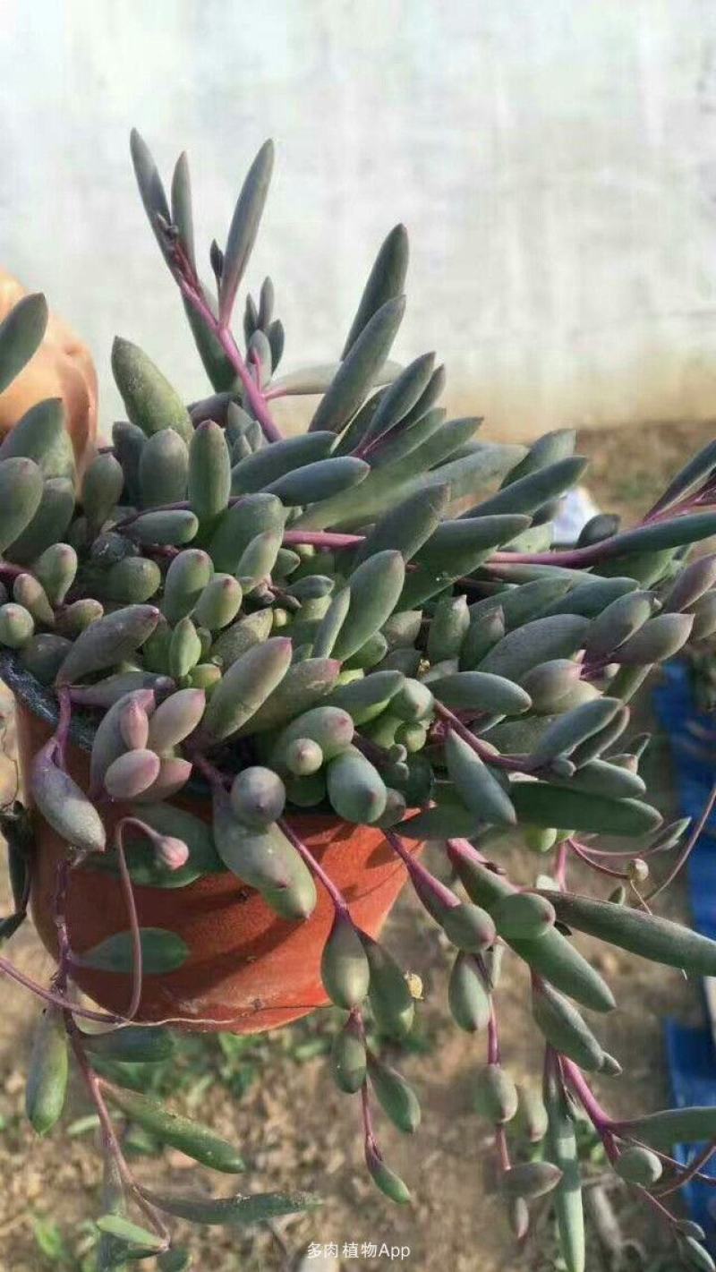 紫弦月多肉植物紫玄月多肉吊兰佛珠花卉盆栽办公室