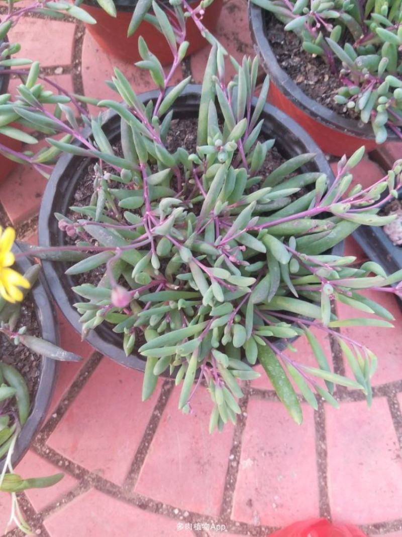 紫弦月多肉植物紫玄月多肉吊兰佛珠花卉盆栽办公室