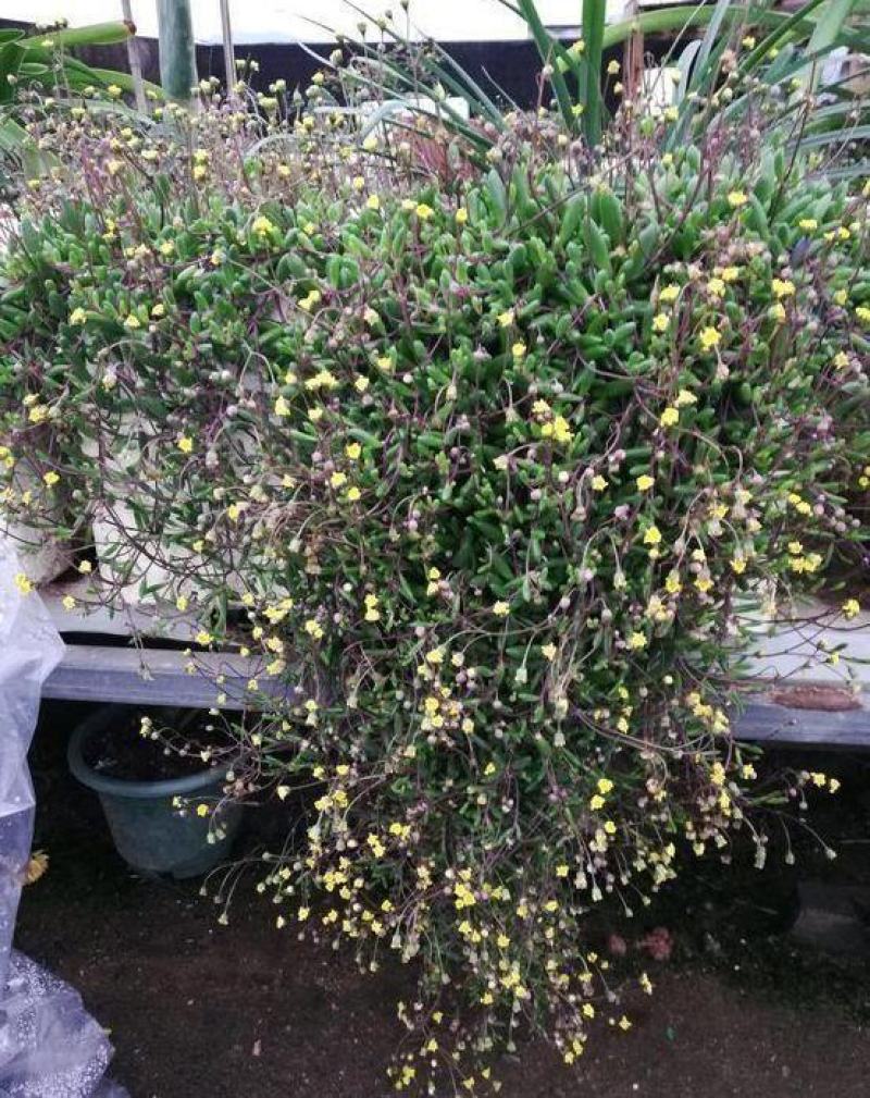 紫弦月多肉植物紫玄月多肉吊兰佛珠花卉盆栽办公室