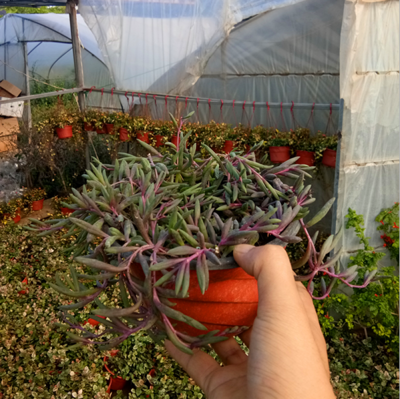 紫弦月多肉植物紫玄月多肉吊兰佛珠花卉盆栽办公室