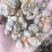云南文山三七产地批发无差价水洗足干足头量大从优
