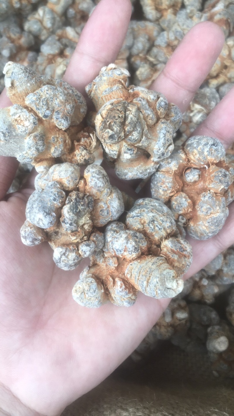 云南文山三七产地批发无差价水洗足干足头量大从优