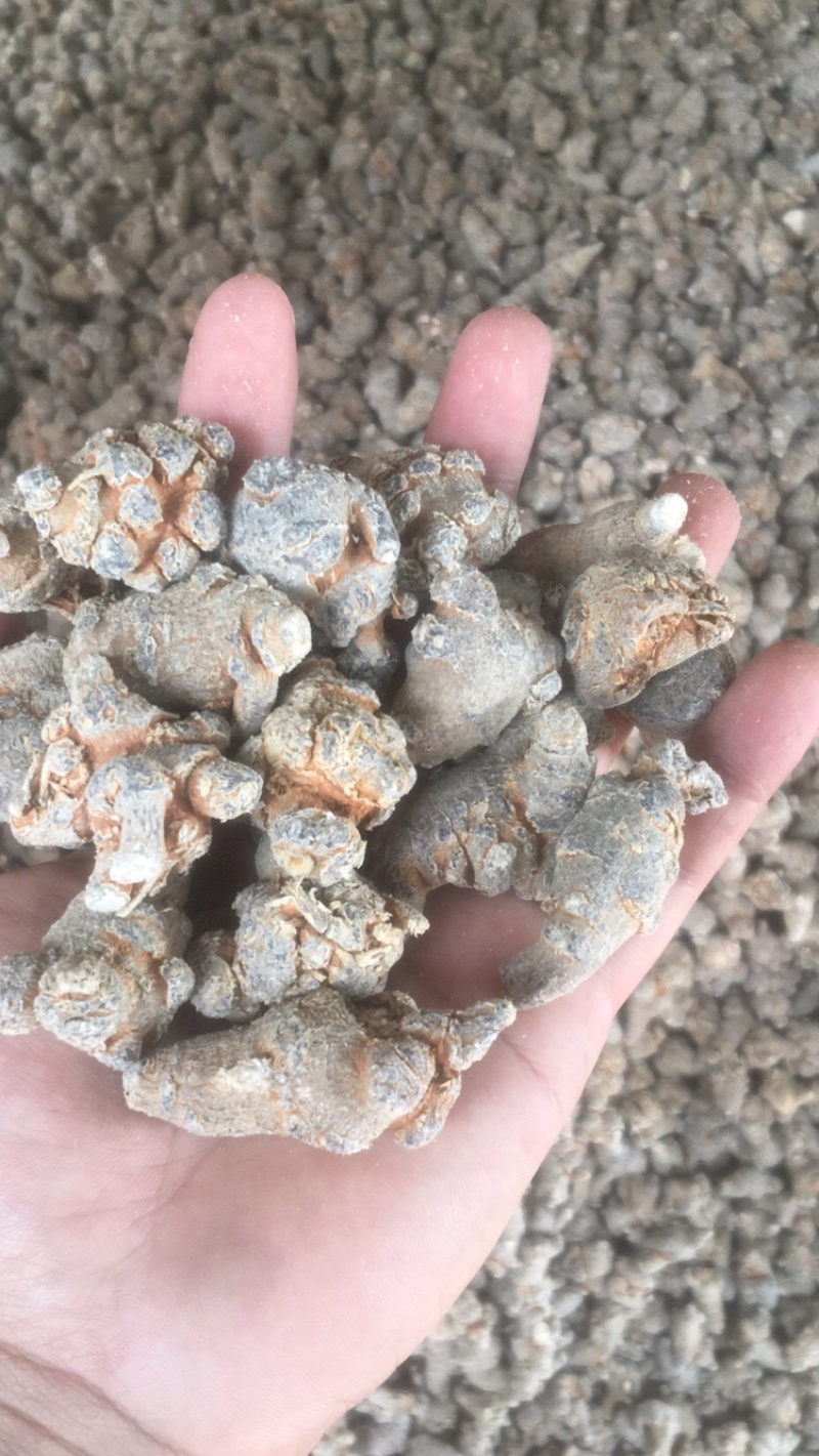 云南文山三七产地批发无差价水洗足干足头量大从优
