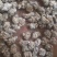 云南文山三七产地批发无差价水洗足干足头量大从优