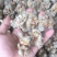 云南文山三七产地批发无差价水洗足干足头量大从优