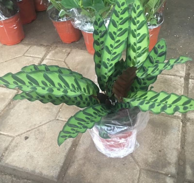 孔雀竹芋盆栽四季常青阳台客厅办公室室内观赏绿植花盆景