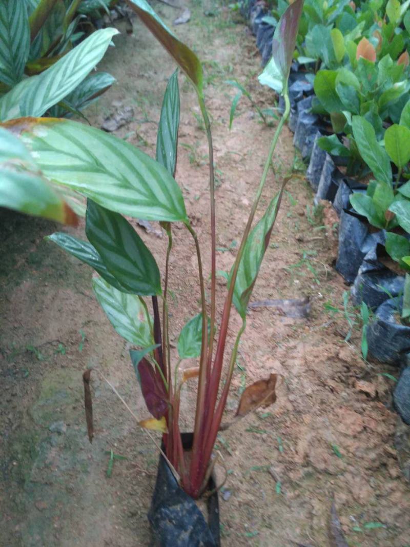 孔雀竹芋盆栽四季常青阳台客厅办公室室内观赏绿植花盆景