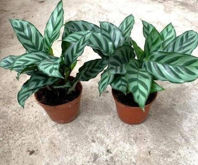 孔雀竹芋盆栽四季常青阳台客厅办公室室内观赏绿植花盆景