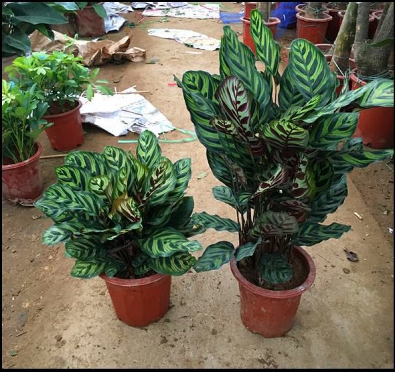 孔雀竹芋盆栽四季常青阳台客厅办公室室内观赏绿植花盆景