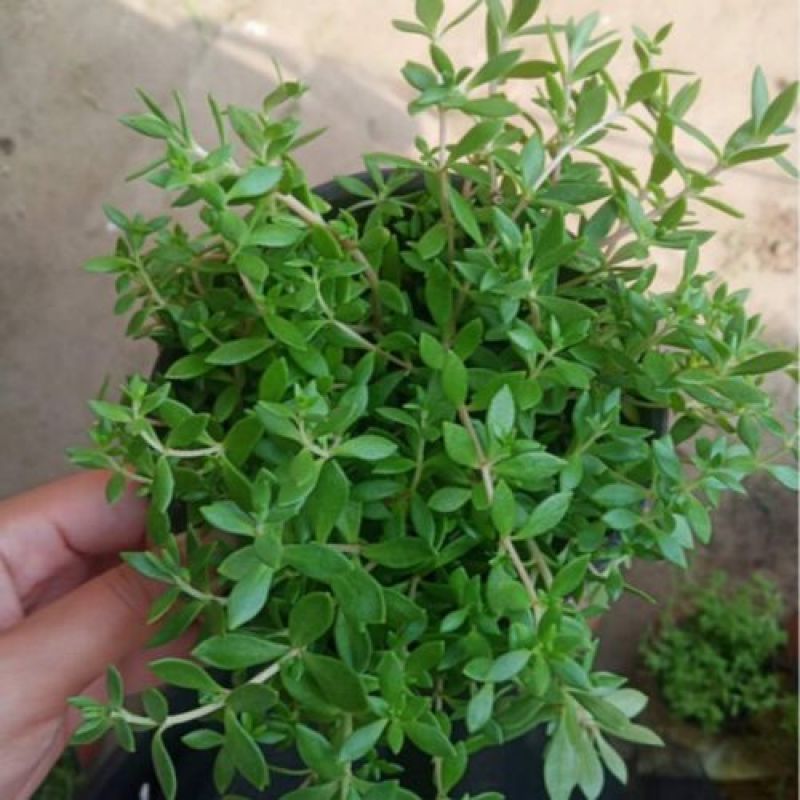 正宗药材垂盆草苗可种植食用养肝垂盆草四季常青