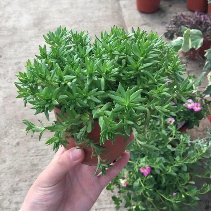 正宗药材垂盆草苗可种植食用养肝垂盆草四季常青