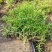 正宗药材垂盆草苗可种植食用养肝垂盆草四季常青