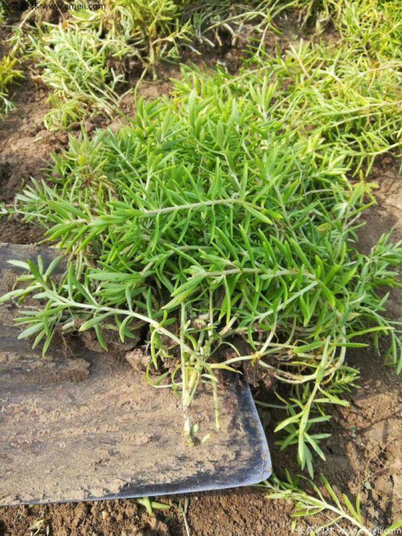 正宗药材垂盆草苗可种植食用养肝垂盆草四季常青
