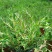 正宗药材垂盆草苗可种植食用养肝垂盆草四季常青