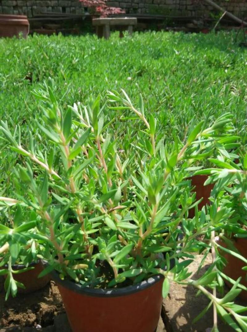 正宗药材垂盆草苗可种植食用养肝垂盆草四季常青