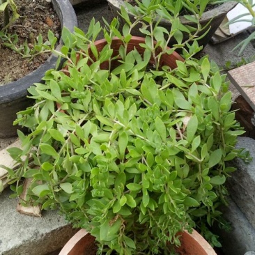正宗药材垂盆草苗可种植食用养肝垂盆草四季常青