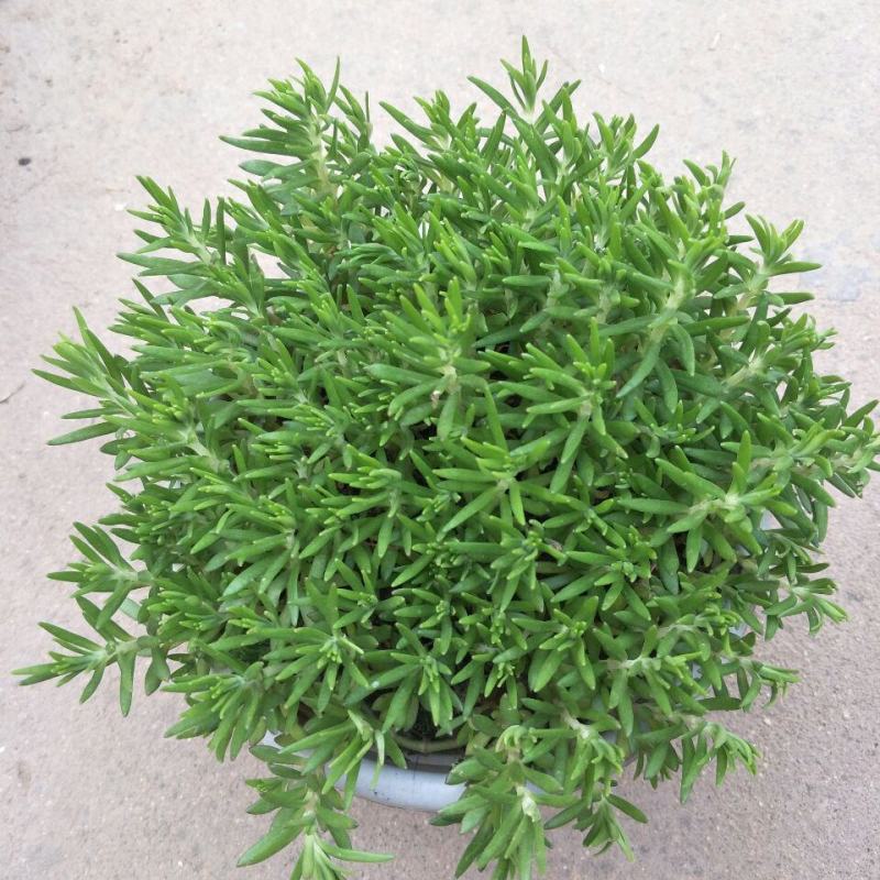 正宗药材垂盆草苗可种植食用养肝垂盆草四季常青