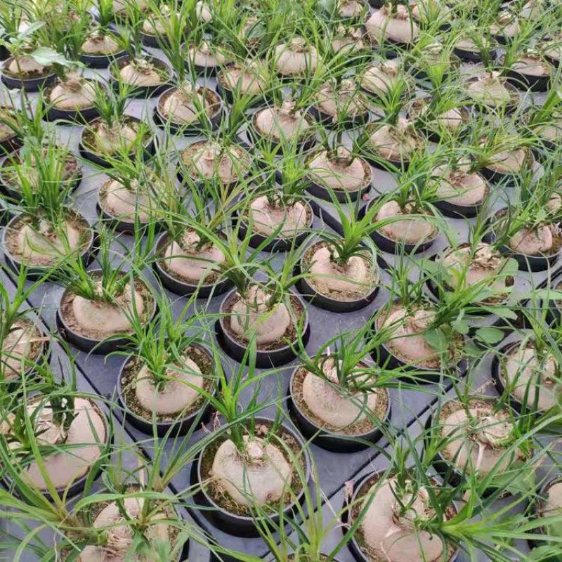 酒瓶兰盆栽多头酒瓶兰花苗常绿绿植观叶植物象腿树室内外花卉