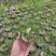 酒瓶兰盆栽多头酒瓶兰花苗常绿绿植观叶植物象腿树室内外花卉