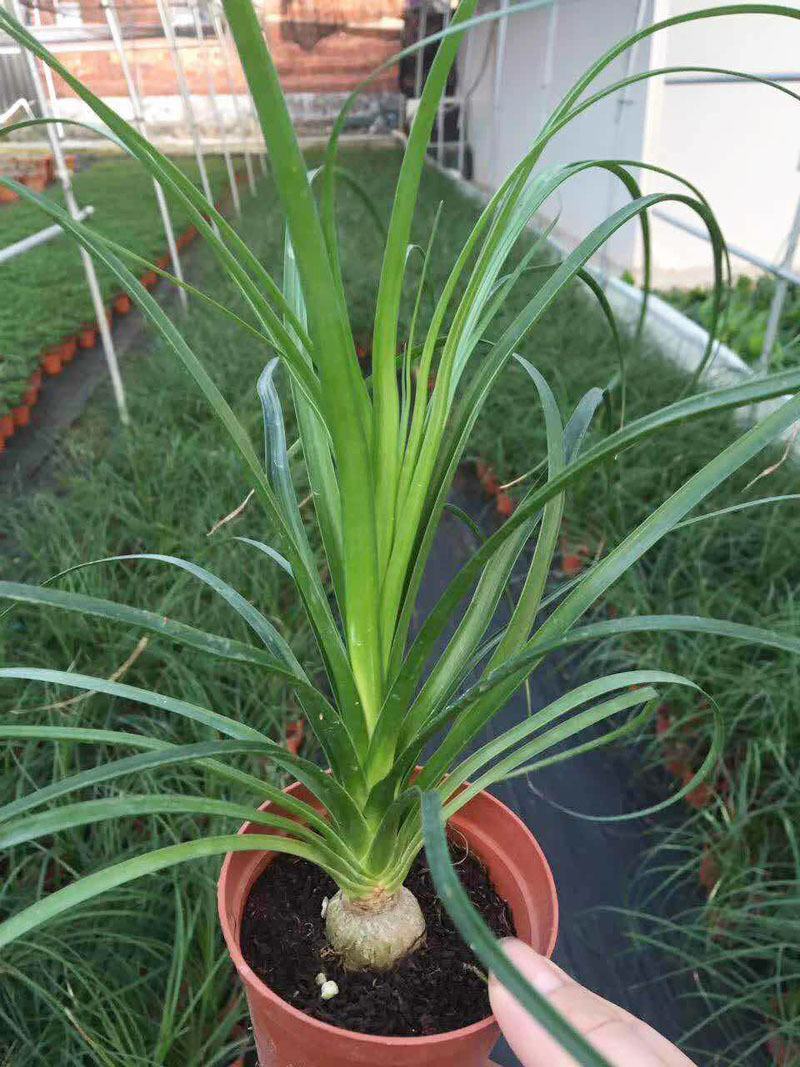 酒瓶兰盆栽多头酒瓶兰花苗常绿绿植观叶植物象腿树室内外花卉