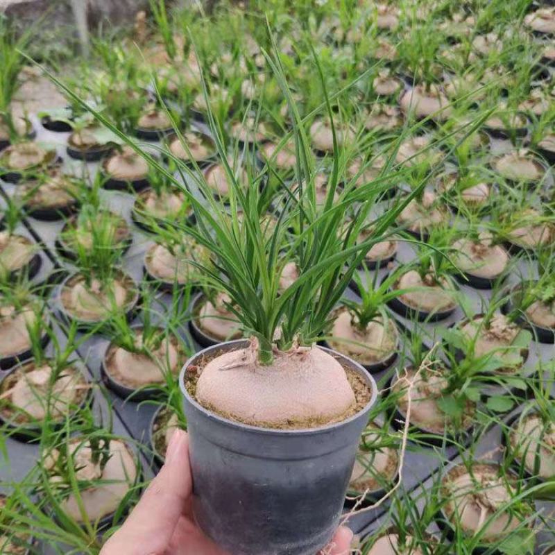 酒瓶兰盆栽多头酒瓶兰花苗常绿绿植观叶植物象腿树室内外花卉