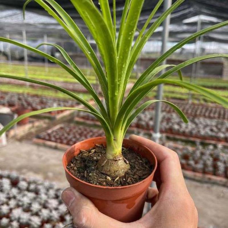 酒瓶兰盆栽多头酒瓶兰花苗常绿绿植观叶植物象腿树室内外花卉