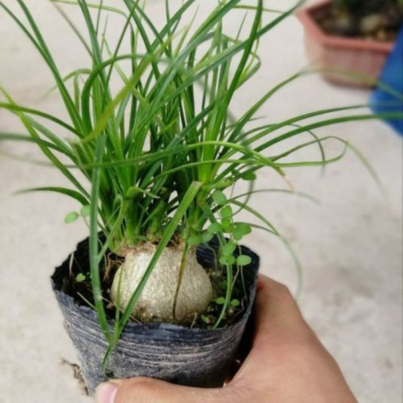 酒瓶兰盆栽多头酒瓶兰花苗常绿绿植观叶植物象腿树室内外花卉