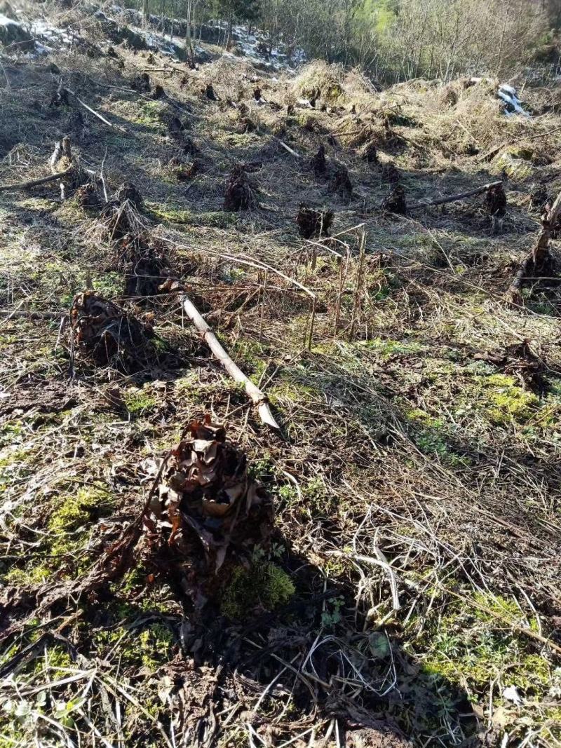 湖北利川正宗马蹄大黄支持线上交易