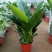 大叶金钻盆栽绿植好养植物家庭办公室内花卉绿色植物盆栽