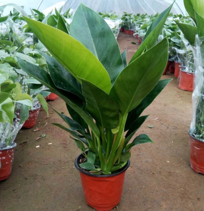 大叶金钻盆栽绿植好养植物家庭办公室内花卉绿色植物盆栽