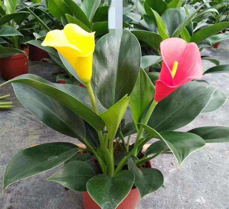 大叶金钻盆栽绿植好养植物家庭办公室内花卉绿色植物盆栽