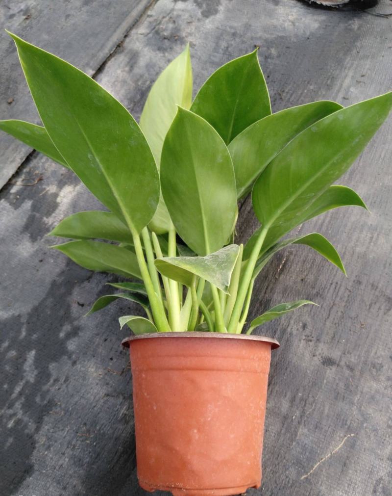 大叶金钻盆栽绿植好养植物家庭办公室内花卉绿色植物盆栽