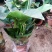 大叶金钻盆栽绿植好养植物家庭办公室内花卉绿色植物盆栽