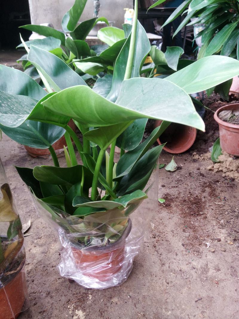 大叶金钻盆栽绿植好养植物家庭办公室内花卉绿色植物盆栽