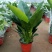 大叶金钻盆栽绿植好养植物家庭办公室内花卉绿色植物盆栽