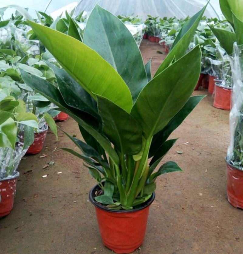 大叶金钻盆栽绿植好养植物家庭办公室内花卉绿色植物盆栽