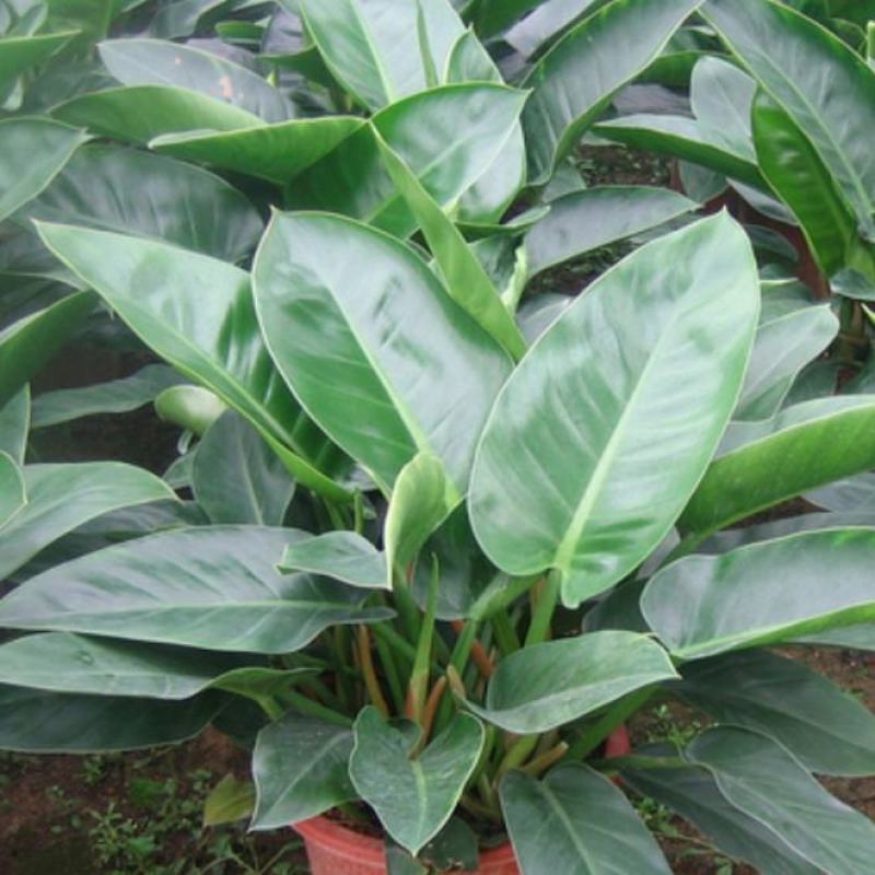 大叶金钻盆栽绿植好养植物家庭办公室内花卉绿色植物盆栽