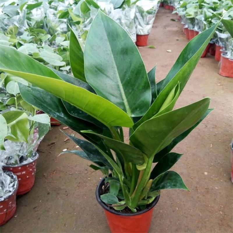 大叶金钻盆栽绿植好养植物家庭办公室内花卉绿色植物盆栽