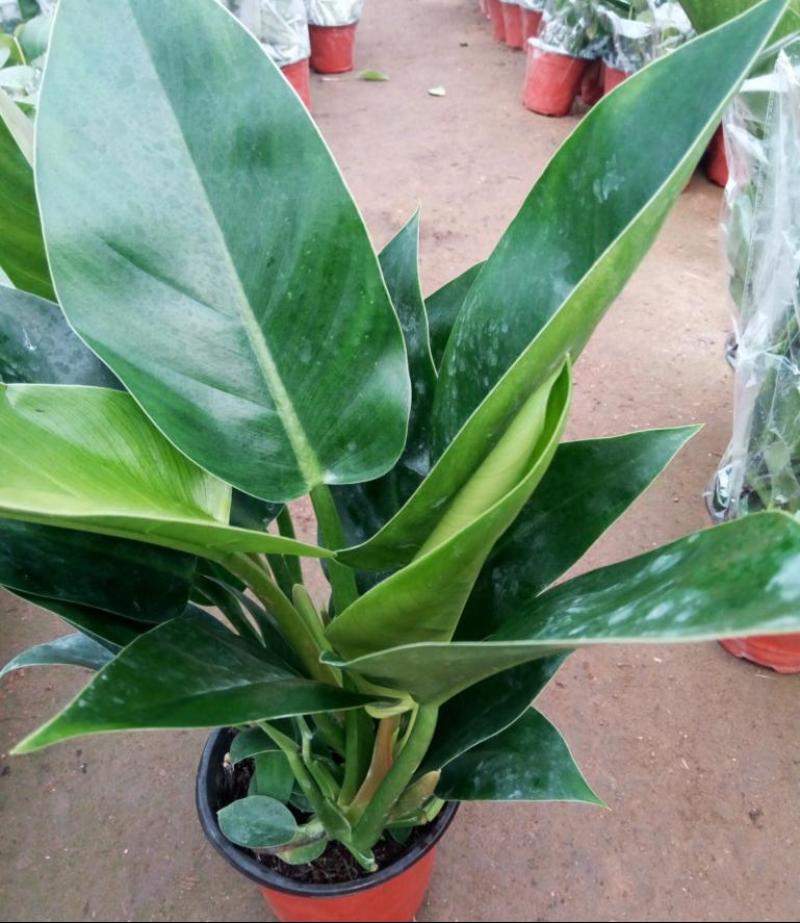 大叶金钻盆栽绿植好养植物家庭办公室内花卉绿色植物盆栽