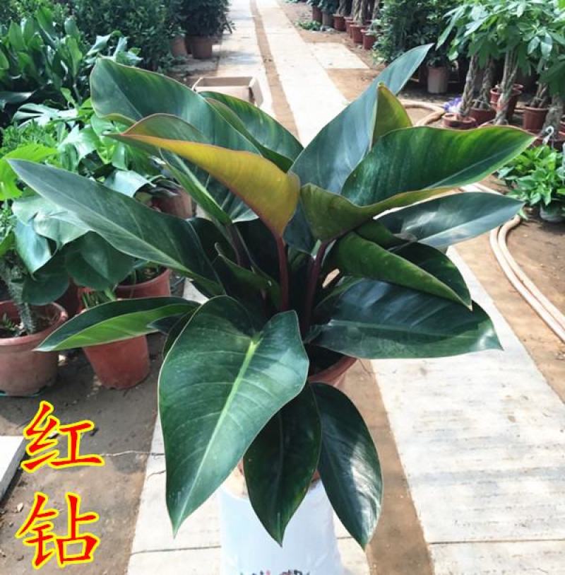 大叶红钻盆栽绿植绿公主四季常青吸甲醛