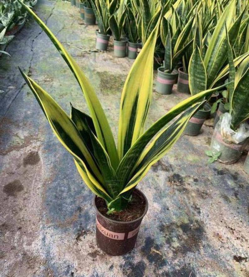 黄金兰虎皮兰盆栽室内吸甲醛观叶植物客厅室内盆栽
