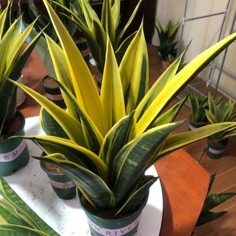 黄金兰虎皮兰盆栽室内吸甲醛观叶植物客厅室内盆栽