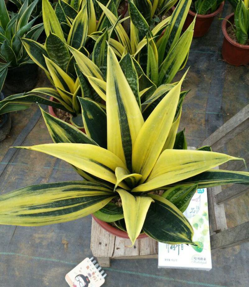 黄金兰虎皮兰盆栽室内吸甲醛观叶植物客厅室内盆栽