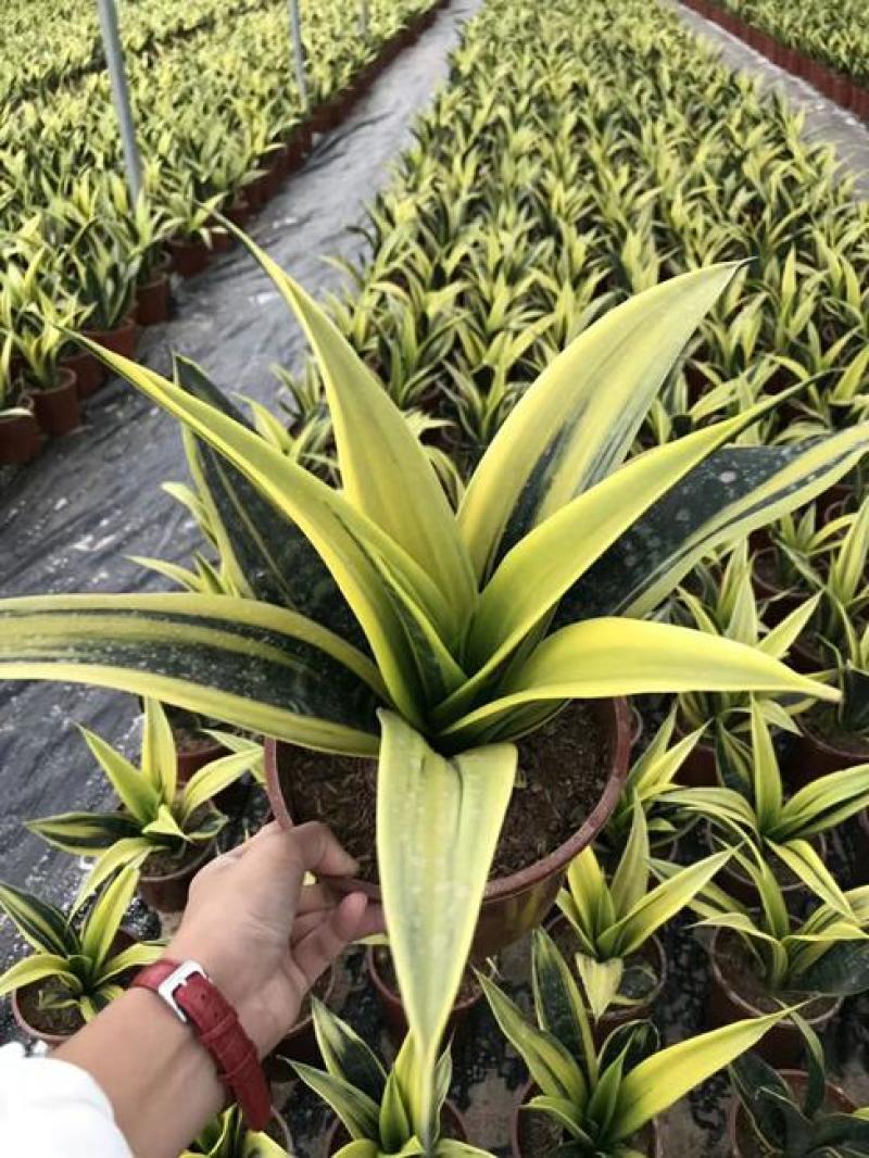 黄金兰虎皮兰盆栽室内吸甲醛观叶植物客厅室内盆栽
