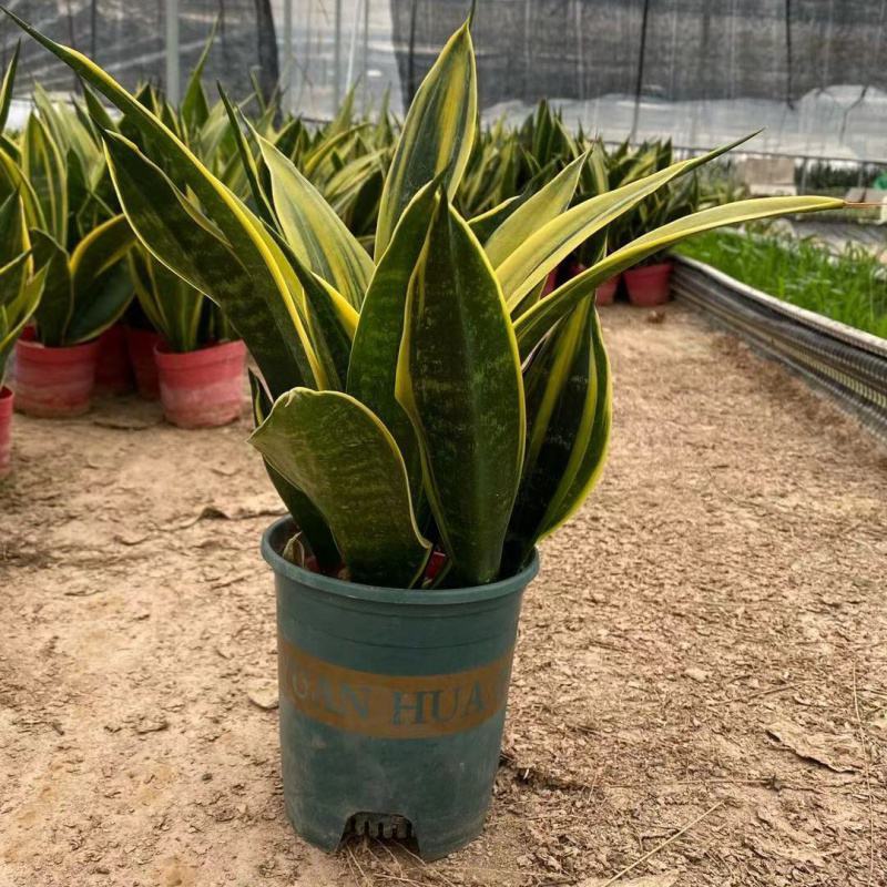 黄金兰虎皮兰盆栽室内吸甲醛观叶植物客厅室内盆栽