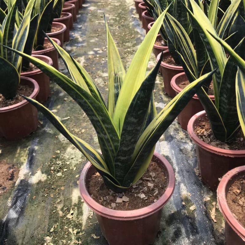 黄金兰虎皮兰盆栽室内吸甲醛观叶植物客厅室内盆栽