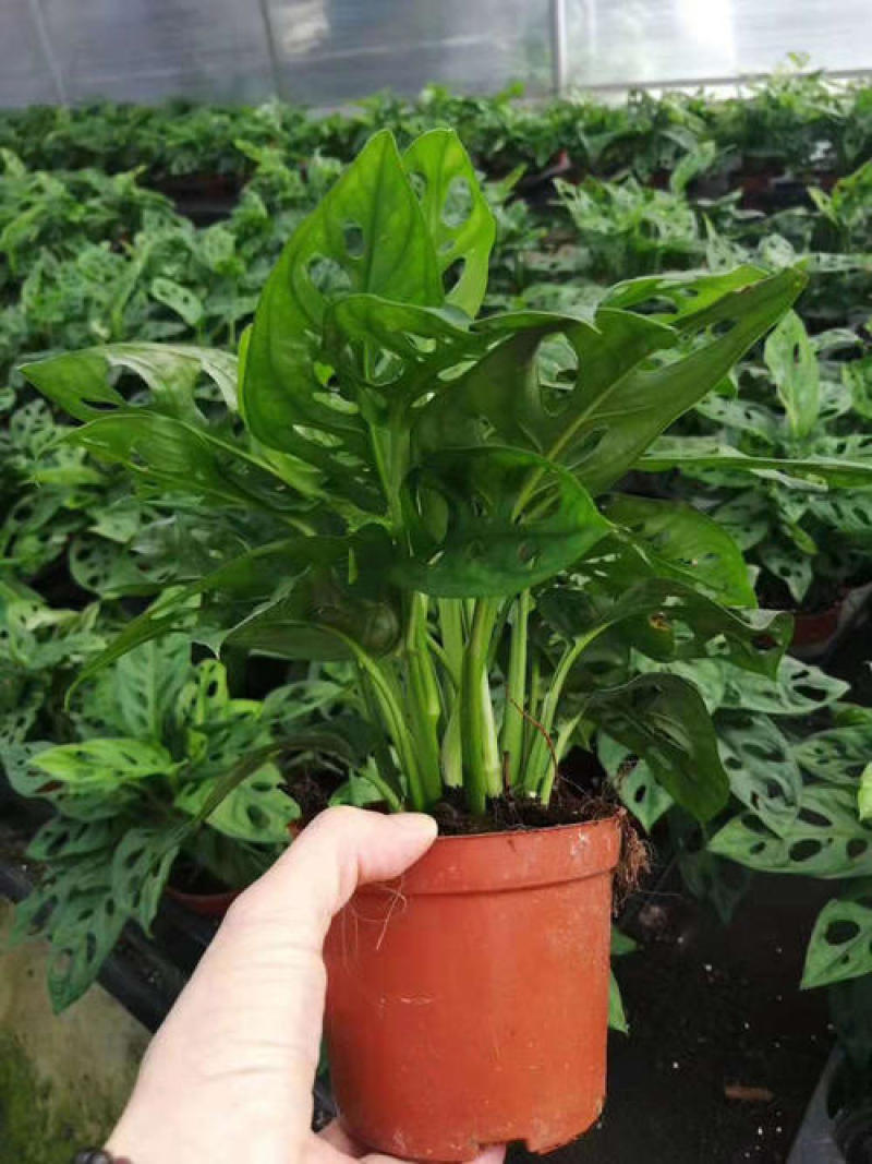 仙洞龟背竹盆栽可水培小巨洞龟背竹爬藤垂吊绿植室内好养